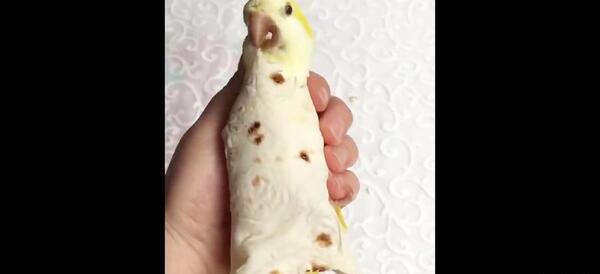 عکس طوطی خنده دار