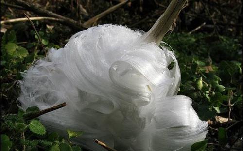 عکس گل یخ سفید