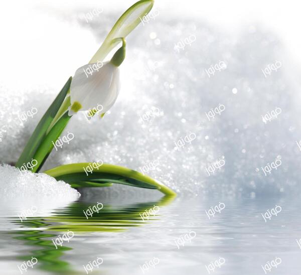 عکس گل یخ سفید