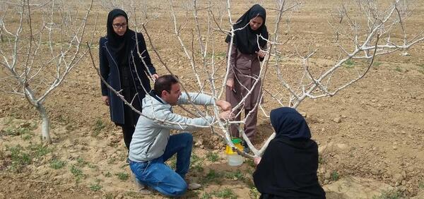عکس پروانه چوبخوار پسته