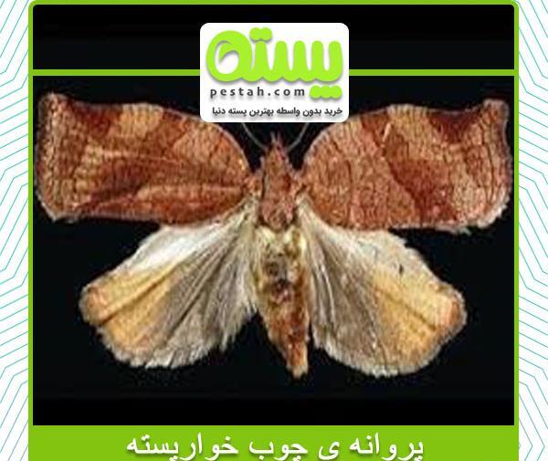 عکس پروانه چوبخوار پسته