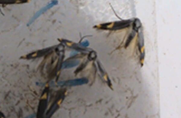 عکس پروانه چوبخوار پسته