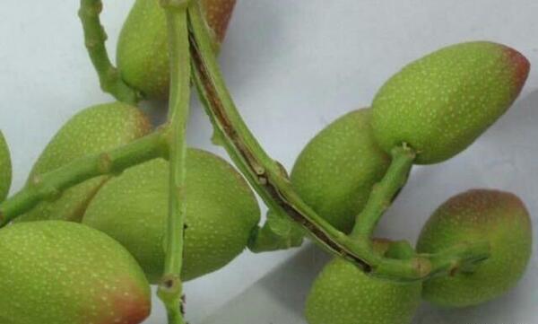 عکس پروانه چوبخوار پسته