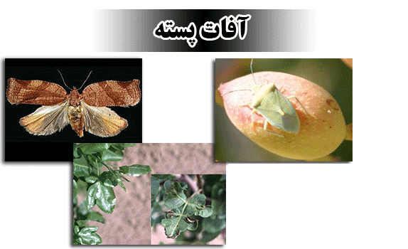 عکس پروانه چوبخوار پسته