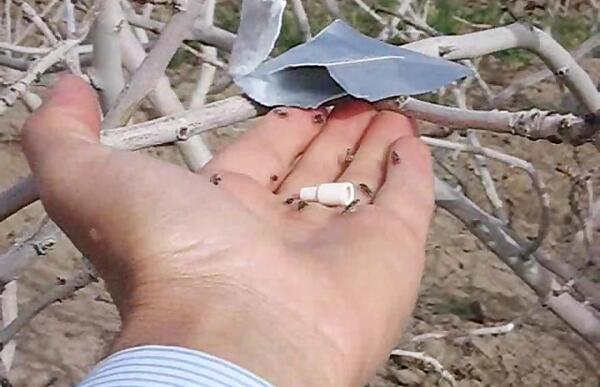 عکس پروانه چوبخوار پسته