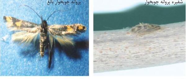 عکس پروانه چوبخوار پسته