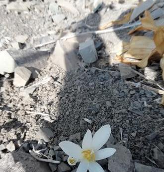 عکس گل حسرت