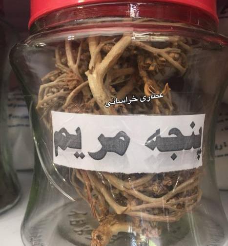 عکس گل پنجه مریم