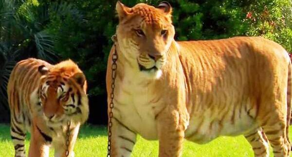 عکس حیوان لایگر