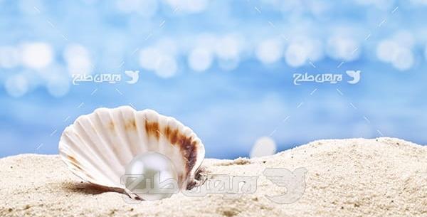 عکس صدف برای پروفایل