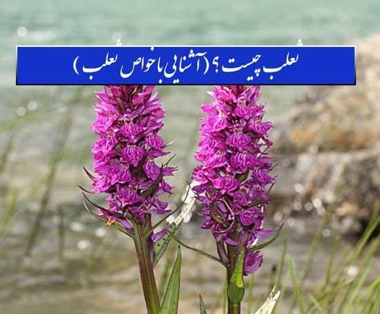عکس گل ثعلب