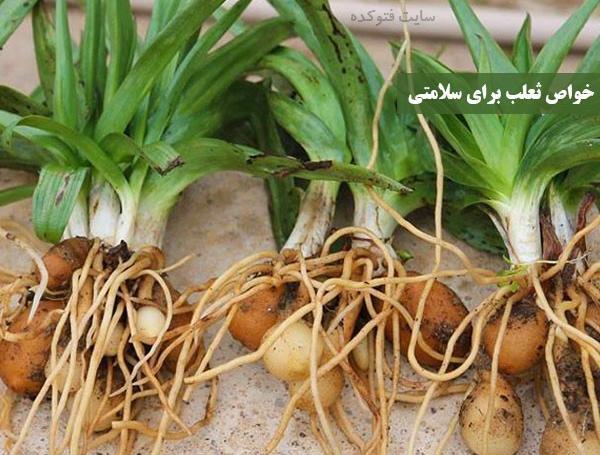 عکس گل ثعلب