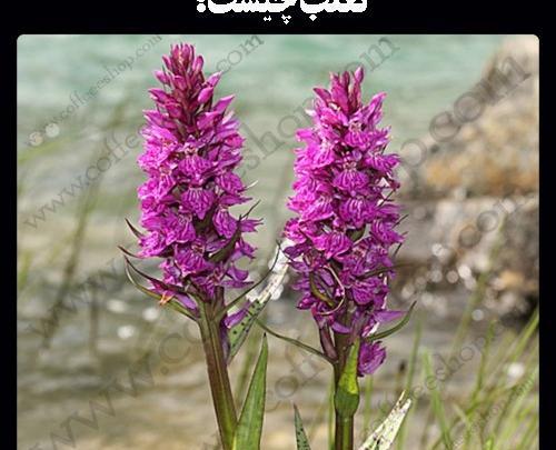 عکس گل ثعلب