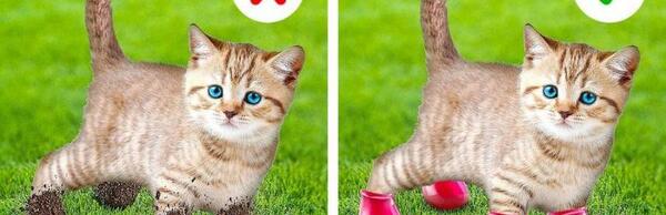 عکس ایده های جالب برای حیوانات خانگی