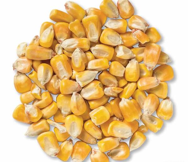 عکس ذرت و سویا