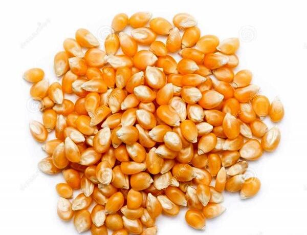 عکس ذرت و سویا