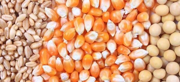 عکس ذرت و سویا