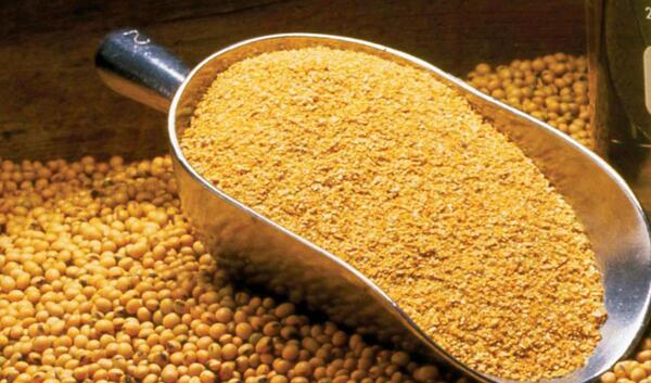 عکس ذرت و سویا