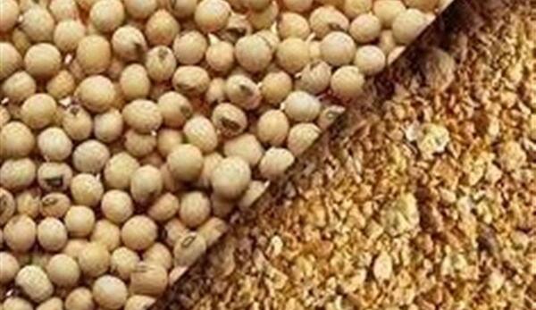 عکس ذرت و سویا