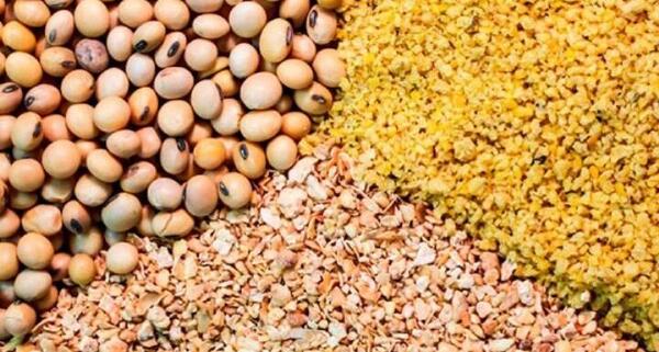 عکس ذرت و سویا