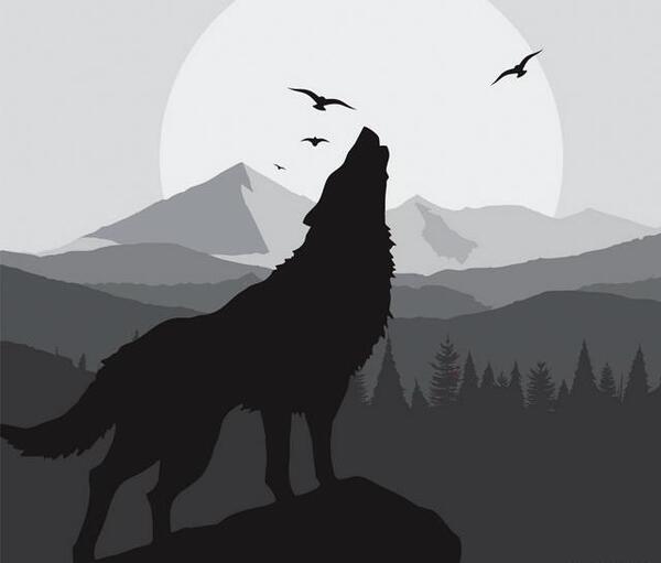 عکس گرگ سیاه برای پروفایل