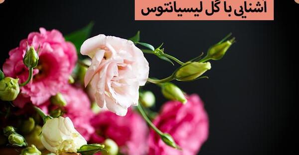 عکس گل ذوزنقه