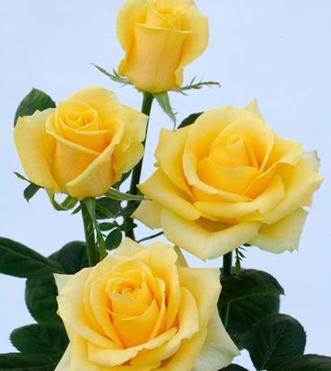 عکس گل ذوزنقه