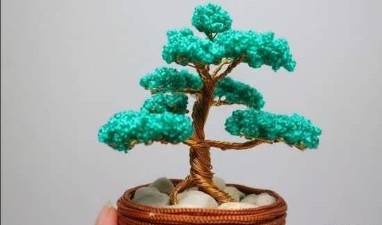 عکس درختچه چشم نظر