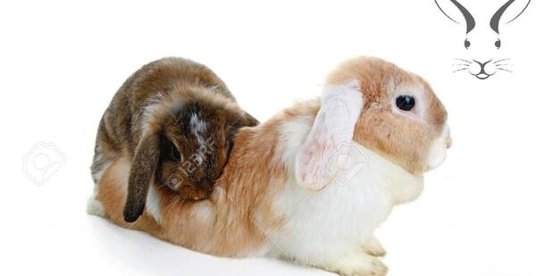عکس لبخند خرگوش