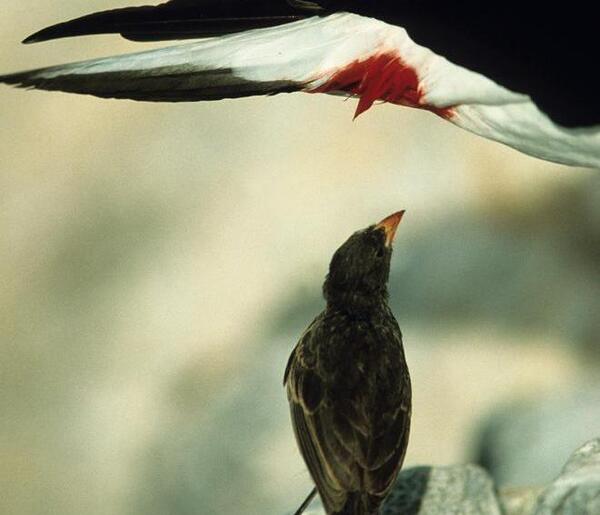 عکس آهوی مشکین