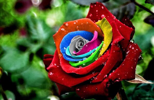 عکس گلهای سرخ زیبا