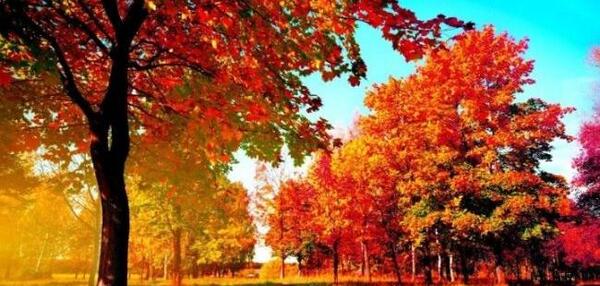 عکس برای صفحه ی گوشی طبیعت