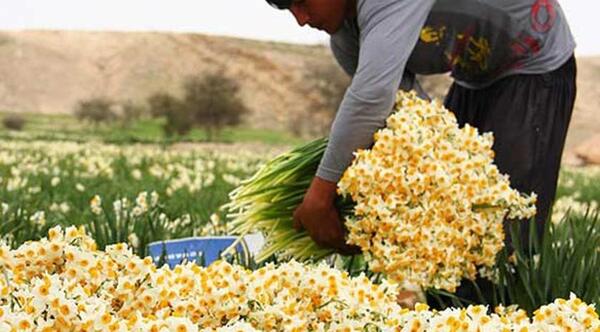 عکس گل نرگس کازرون