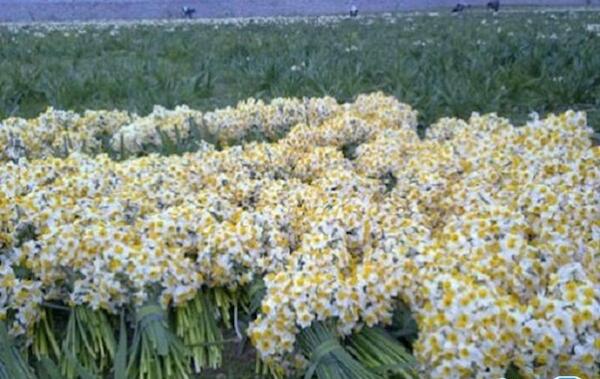 عکس گل نرگس کازرون