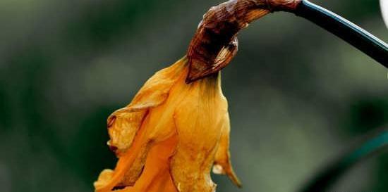 عکس گل نرگس پژمرده