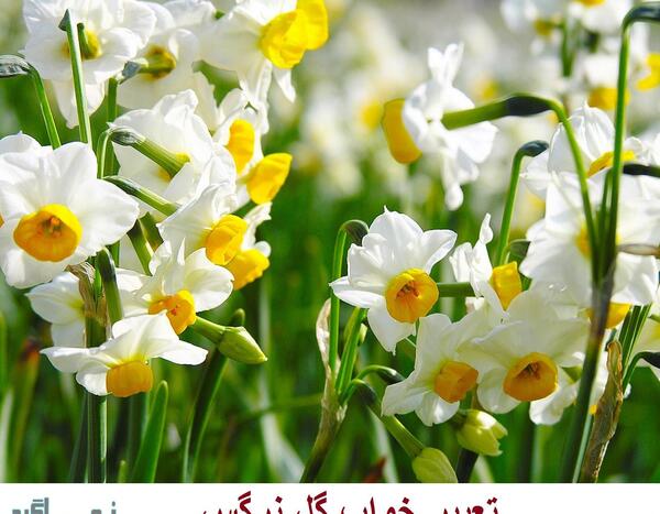 عکس گل نرگس پژمرده