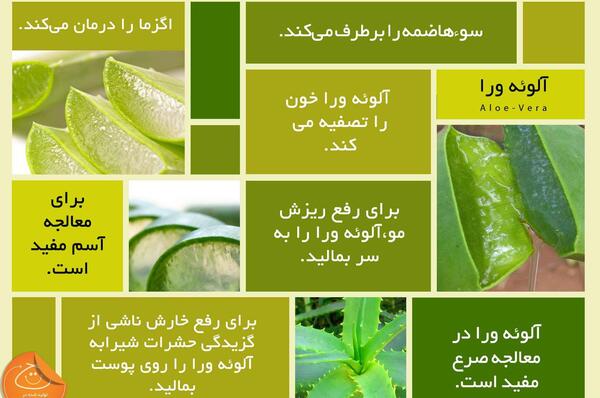 عکس ژله آلوئه ورا