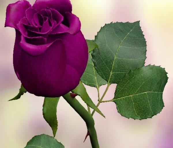 عکس گل رز بنفش تیره