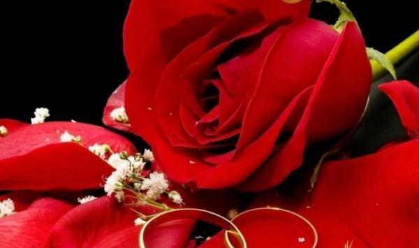 عکس گل رز عشق