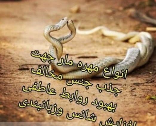 عکس نوشته مار کبری