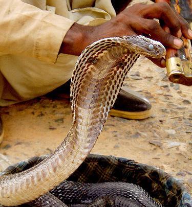 عکس نوشته مار کبری