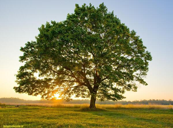 عکس طبیعت درخت
