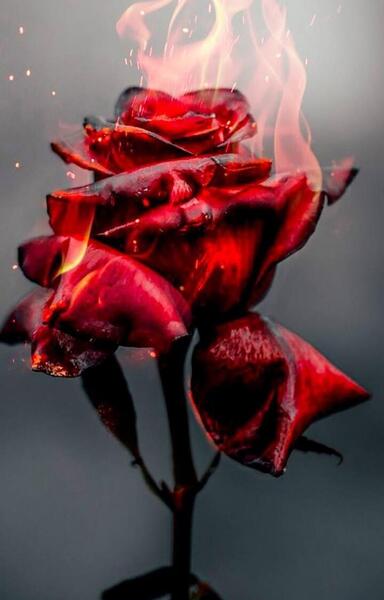 عکس نوشته گل دلتنگی