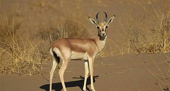 عکس آهوی شکار شده