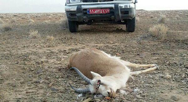 عکس آهوی شکار شده