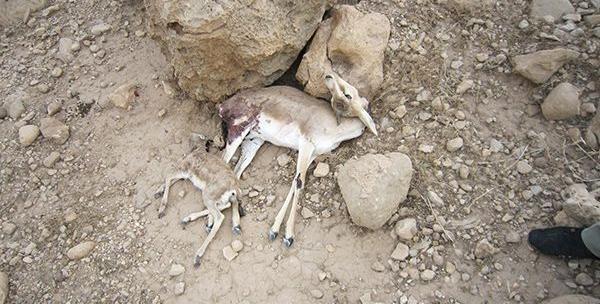 عکس آهوی شکار شده
