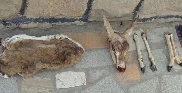عکس آهوی شکار شده