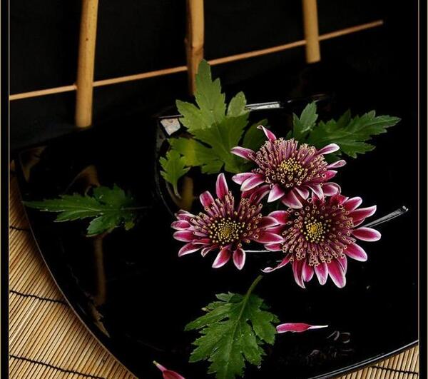 عکس گلهای زیبای خارجی