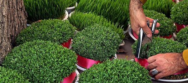 عکس قشنگ ترین سبزه عید