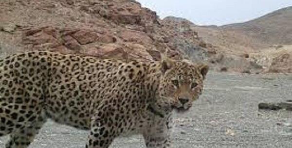عکس یوز پلنگ مازندران